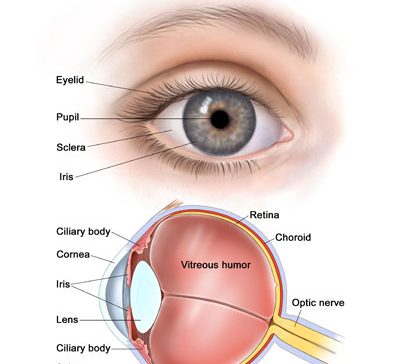 تفاوت اجزای چشم