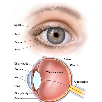 تفاوت اجزای چشم